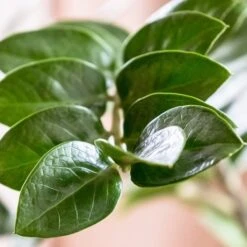 Zamioculcas Zanzibar Gem - ZZ Plant 12 Zamioculcas Zanzibar Gem - ZZ Plant -Plant Sale Store zanzibar leaf closeup