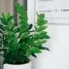Zamioculcas Zanzibar Gem - ZZ Plant -Plant Sale Store zz plant restaurant